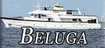 Beluga Button